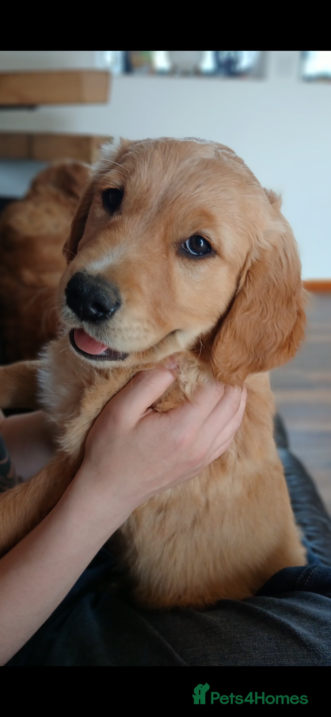 Golden Retriever dogs for sale: Golden retriever puppy - Image 8