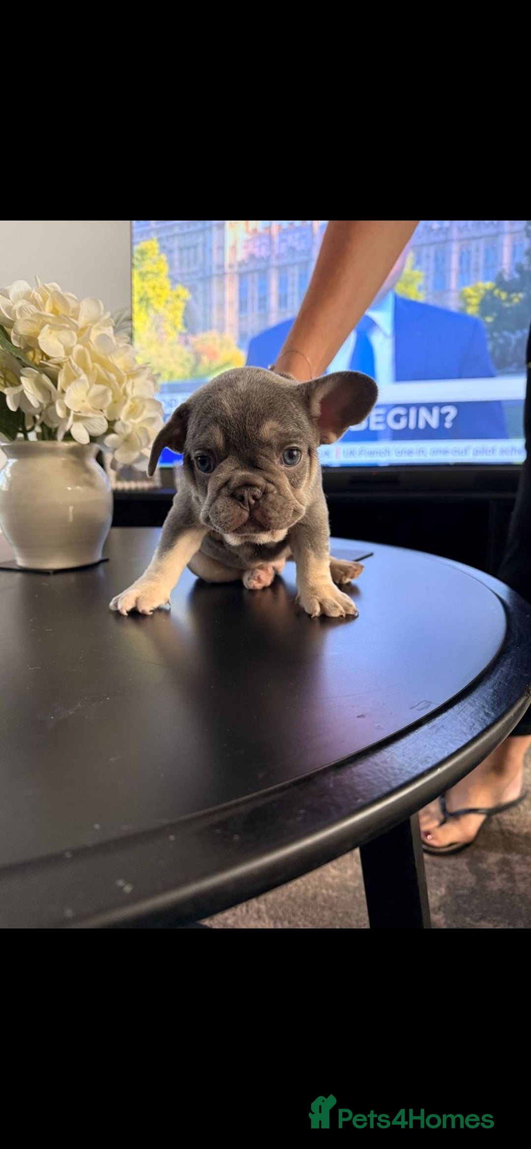French Bulldog dogs for sale: 6 French Bulldog puppies (3 girls, 3 boys) - Image 22