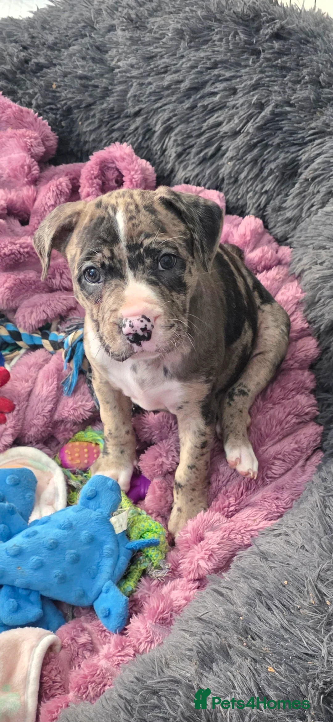 Mixed Breed dogs for sale: Female Staffy X Alapaha Blue Blood Bulldog Pups - Advert 26