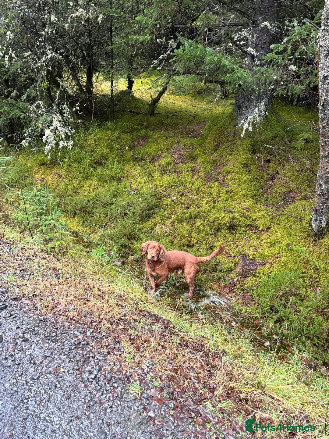 Cocker Spaniel dogs for stud: Experienced stud  - Advert 2
