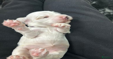 Cocker Spaniel dogs - Advert 7