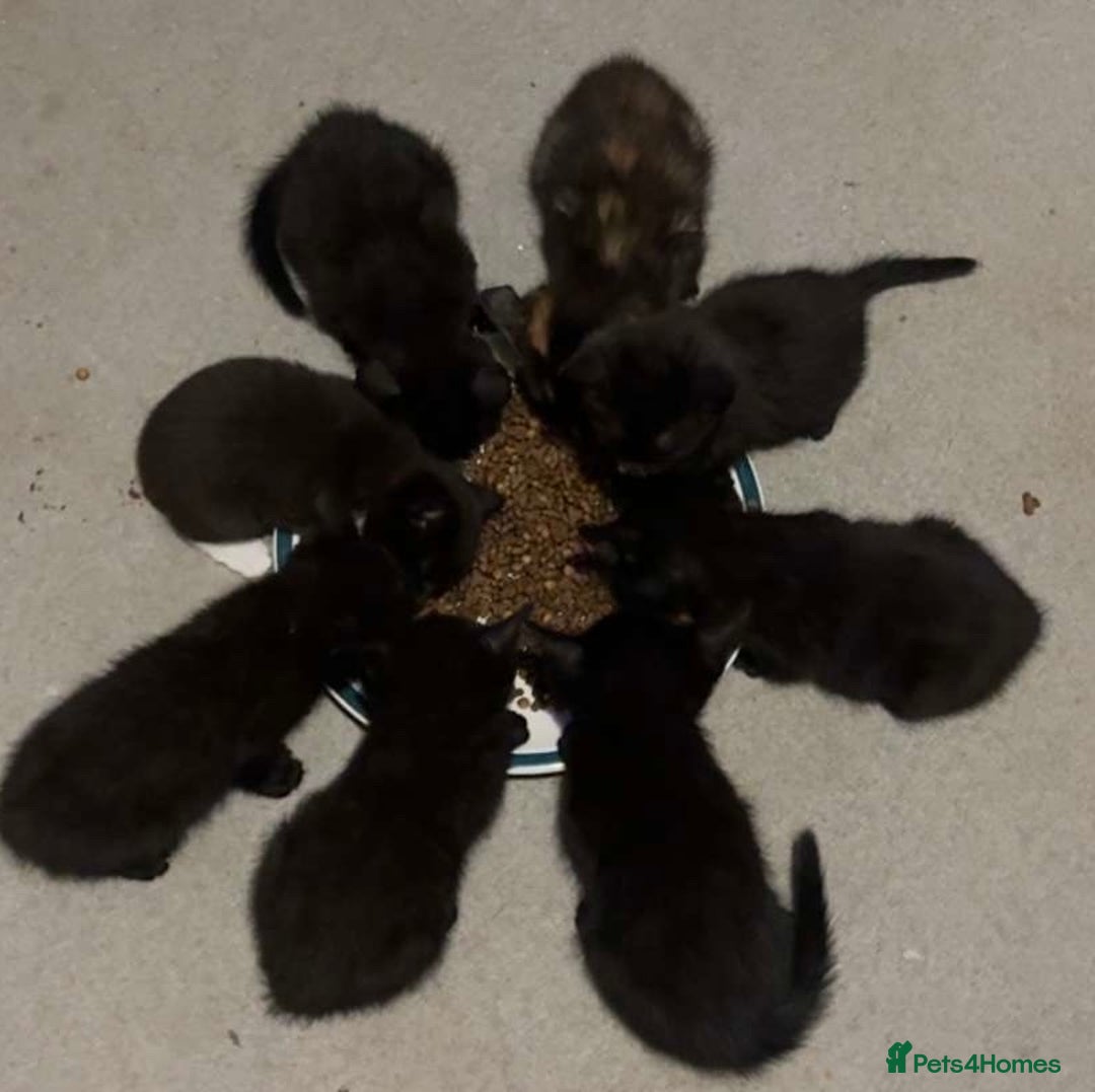 Mixed Breed cats for sale: Black and White Male Kitten - Image 6
