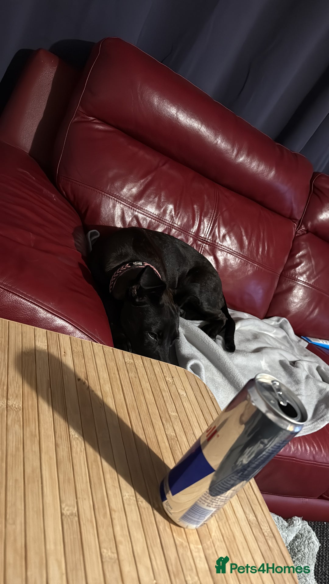 Mixed Breed dogs for sale: This is princess  - Advert 2