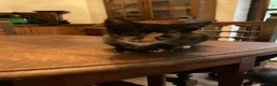 Mixed Breed cats for sale: 3 Litters of Loving and Playful Kittens  - Advert 23