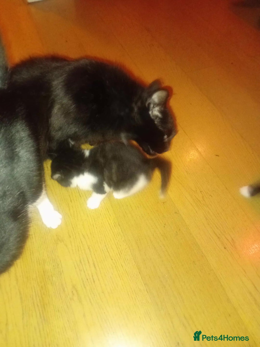 Persian cats for sale: 5 Persian kittens ready just before  ** . - Advert 5