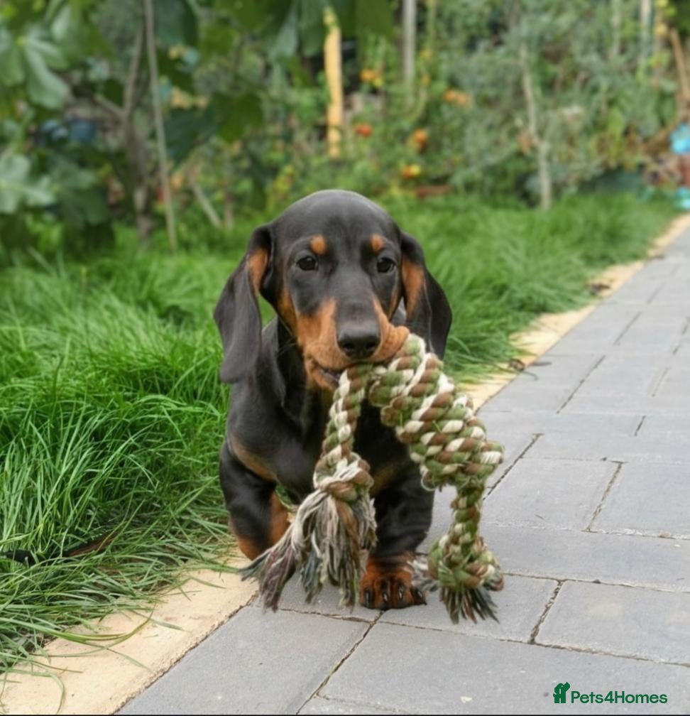 Dachshund dogs Champion Bloodline Standard Dachshund - Advert 2
