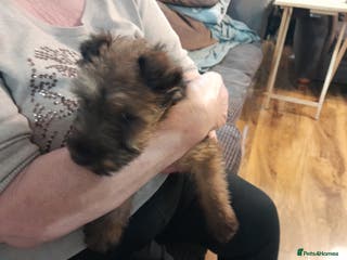 Irish Terrier dogs Irish terrier puppy - Advert 6