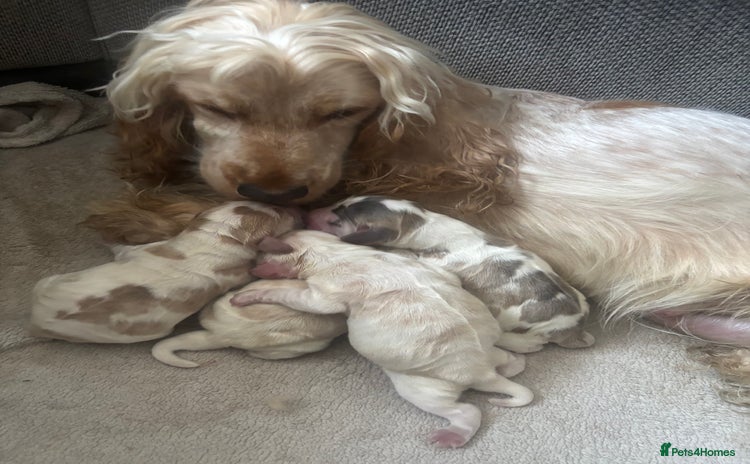 Cocker Spaniel dogs - Advert 1