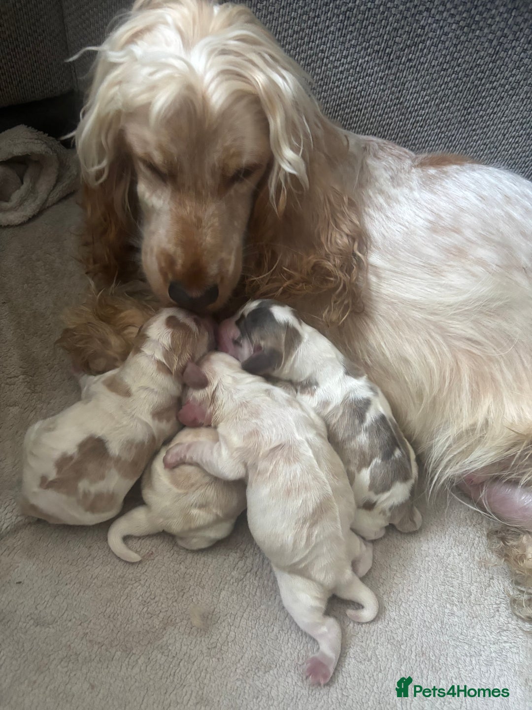 Cocker Spaniel dogs for sale: Show cocker spaniels  - Image 1