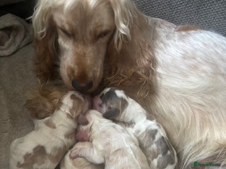 Cocker Spaniel dogs - Advert 9