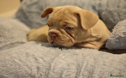 French Bulldog dogs for sale: Adorable Puppies looking for their forever home - Advert 2