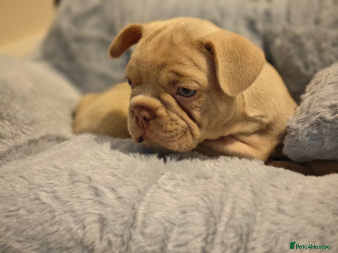 French Bulldog dogs for sale: Adorable Puppies looking for their forever home - Advert 2