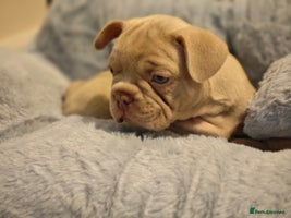 French Bulldog dogs Adorable Puppies looking for their forever home - Advert 1