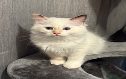 Ragdoll cats for sale: GCCF Ragdoll Kittens 😻 - Image 6