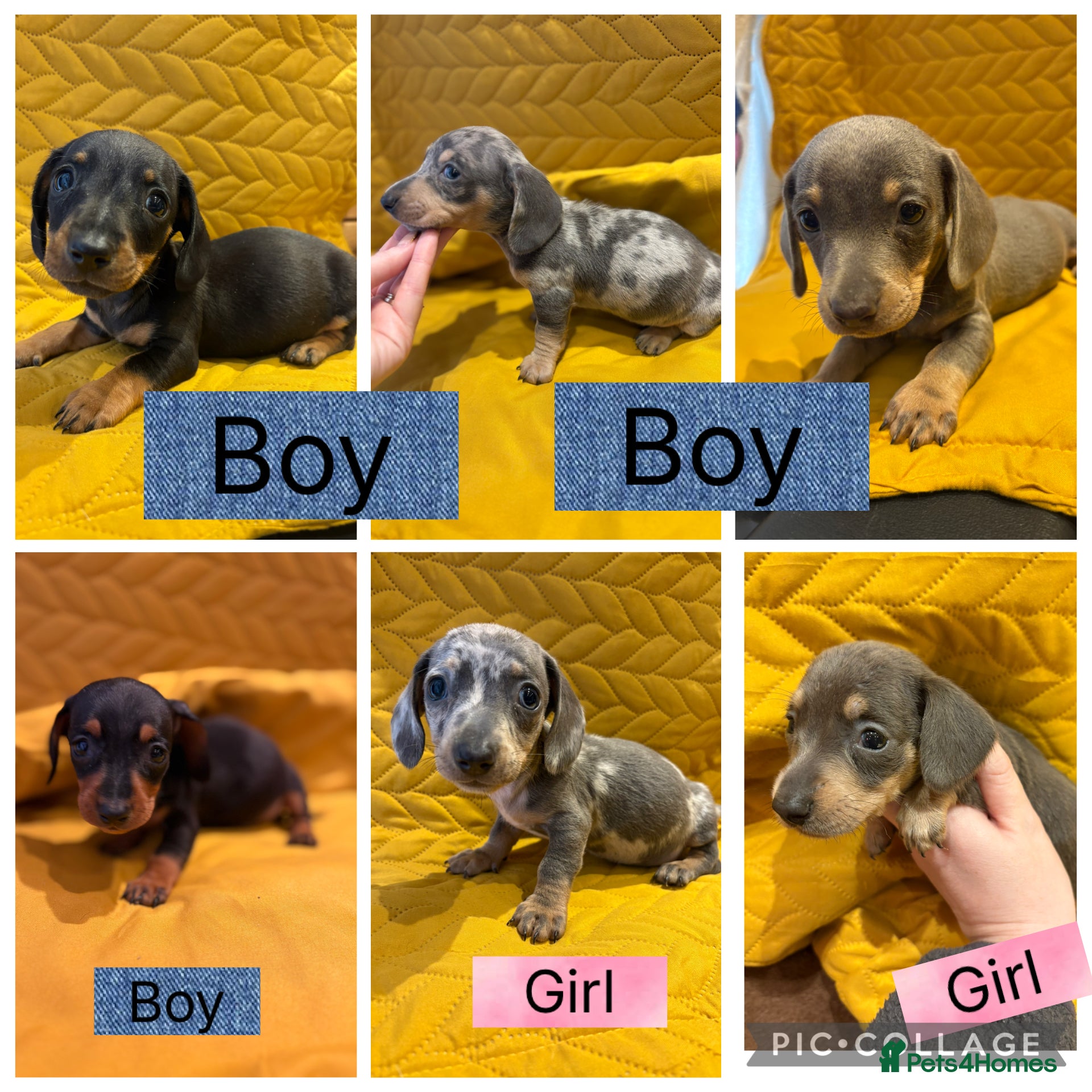 Miniature Dachshund dogs KC registered Miniature Dachshund Puppies - Advert 15