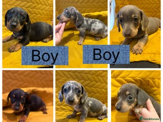 Miniature Dachshund dogs KC registered Miniature Dachshund Puppies - Advert 15