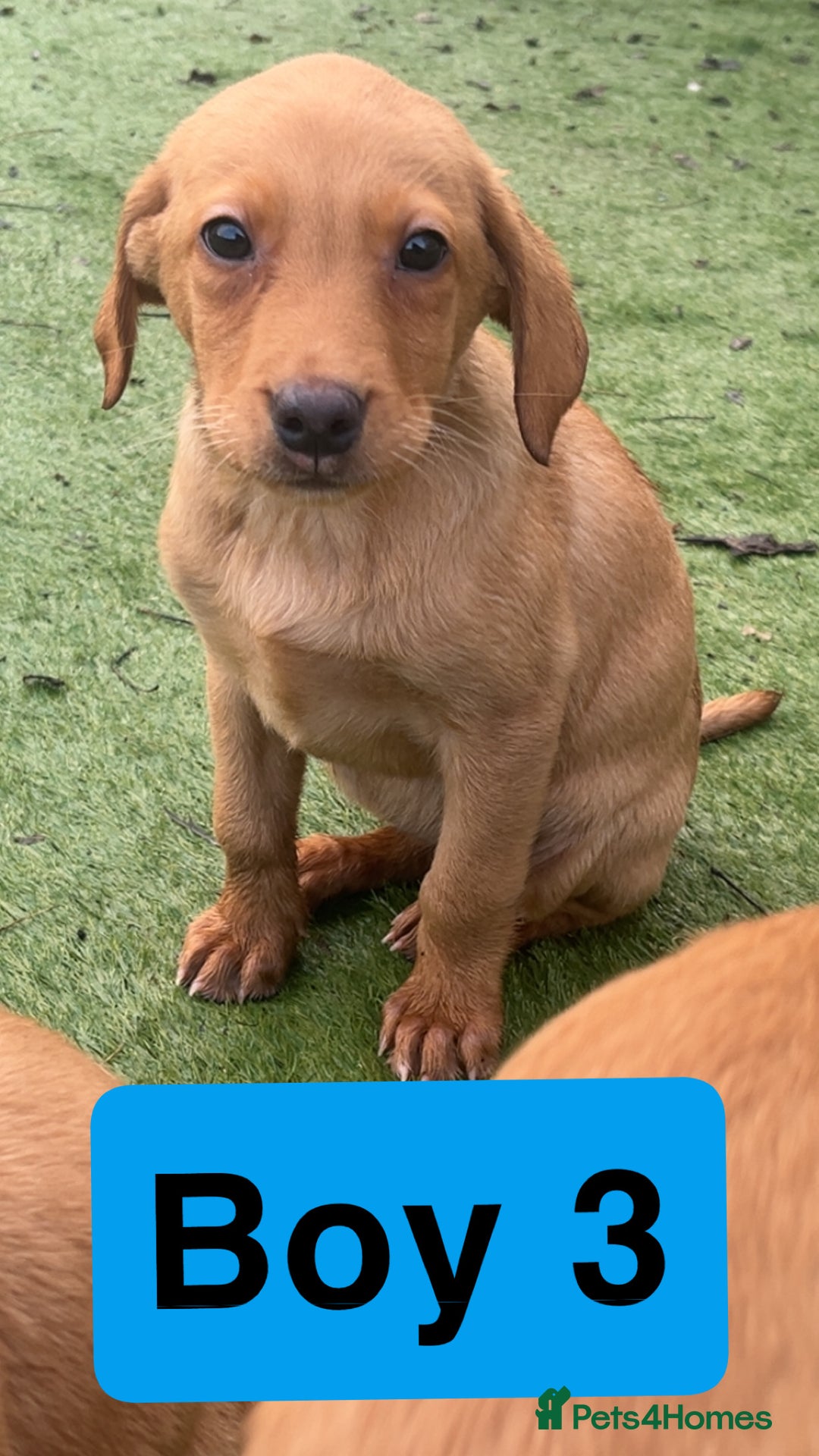 Labrador Retriever dogs for sale: Red Fox Labrador Puppies! ❗️ready now❗️ - Advert 7