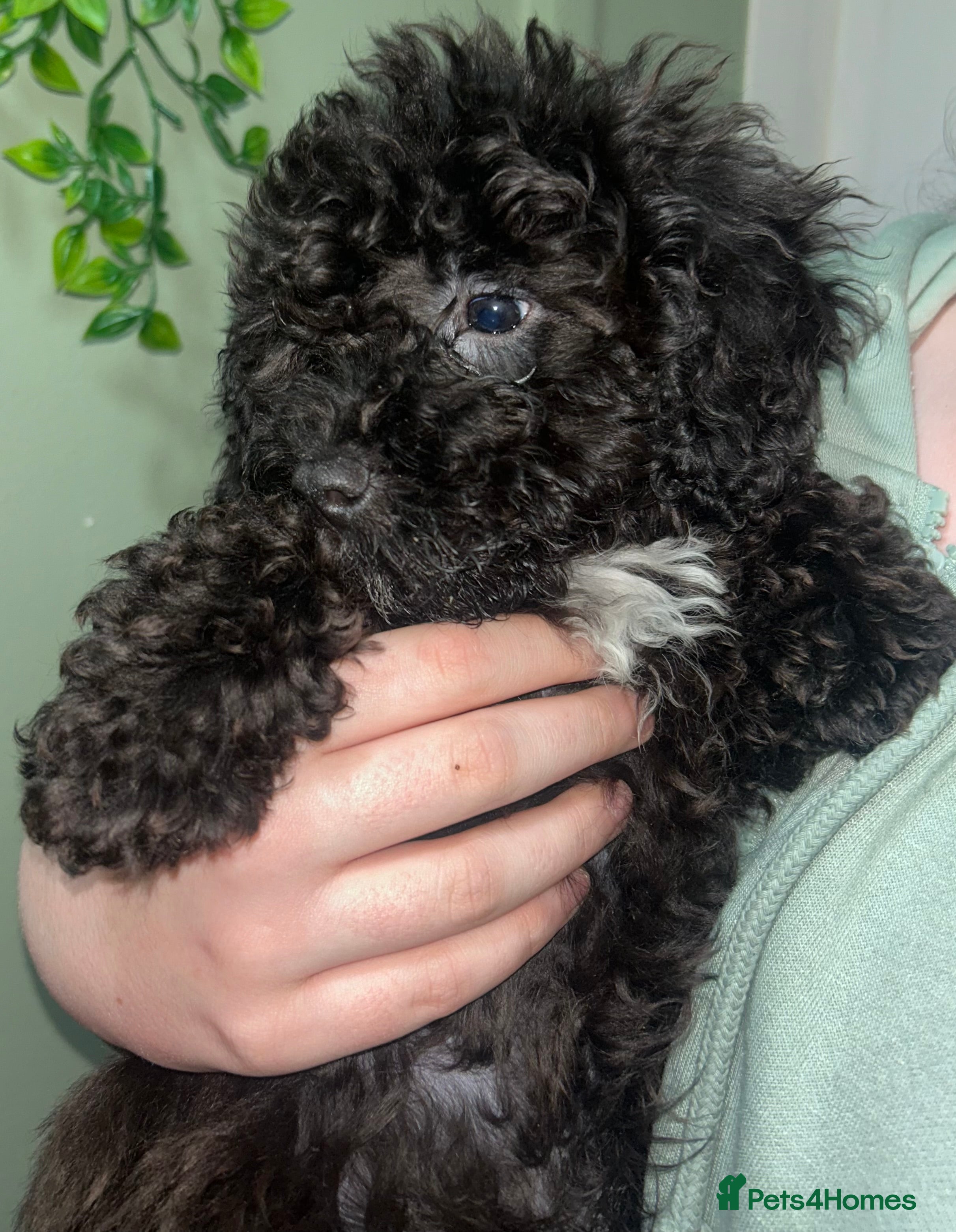 Cavapoo dogs BEAUTIFUL TOY CAVAPOOS - Advert 1