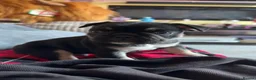 Frug dogs for sale: French bulldog x frug - Advert 12