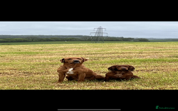 Labrador Retriever dogs for sale: Stunning Fox red labradors - Image 12