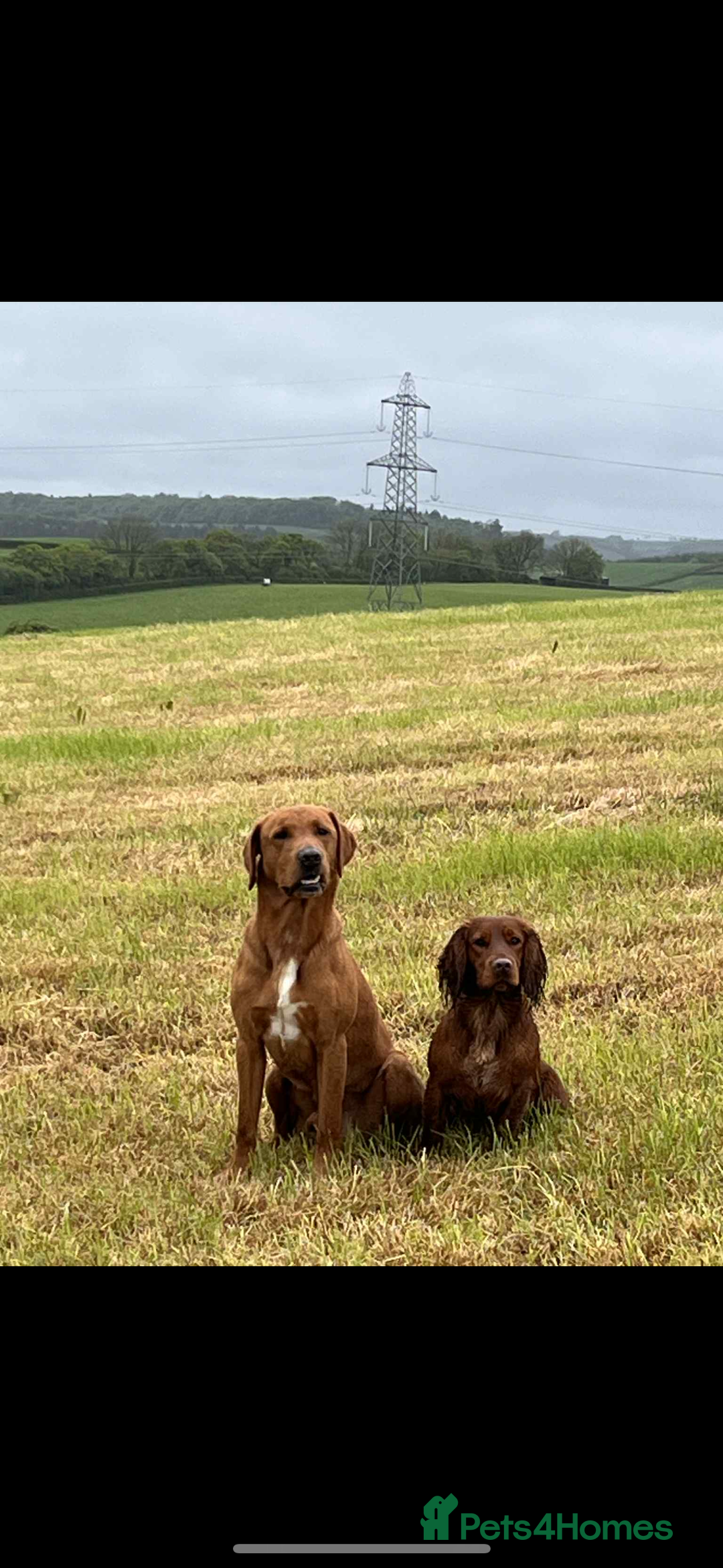 Labrador Retriever dogs for sale: Stunning Fox red labradors - Image 12