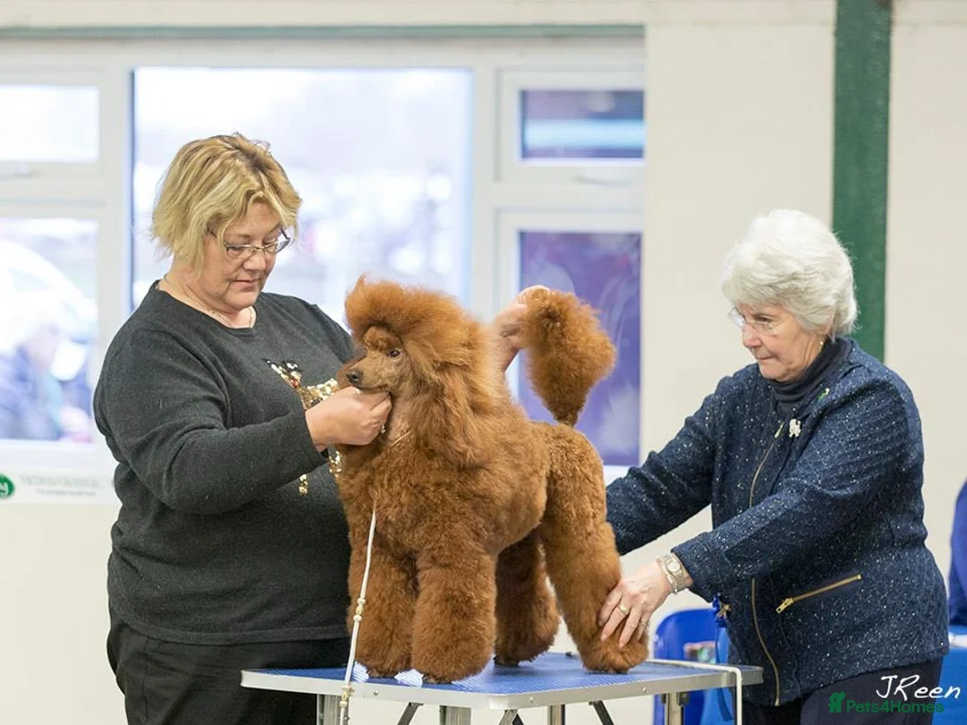 Miniature Poodle dogs for sale: Stunning litter, 6th gen of my red min poodles - Advert 4