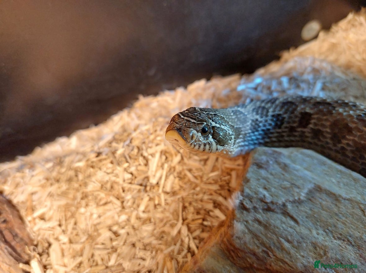 Snake reptiles Female egg laying Hognose snake  - Advert 2