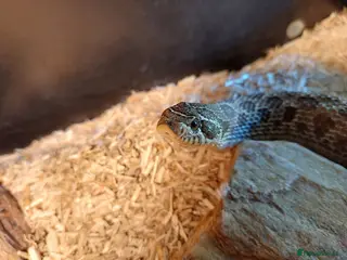 Snake reptiles Female egg laying Hognose snake - Advert 6