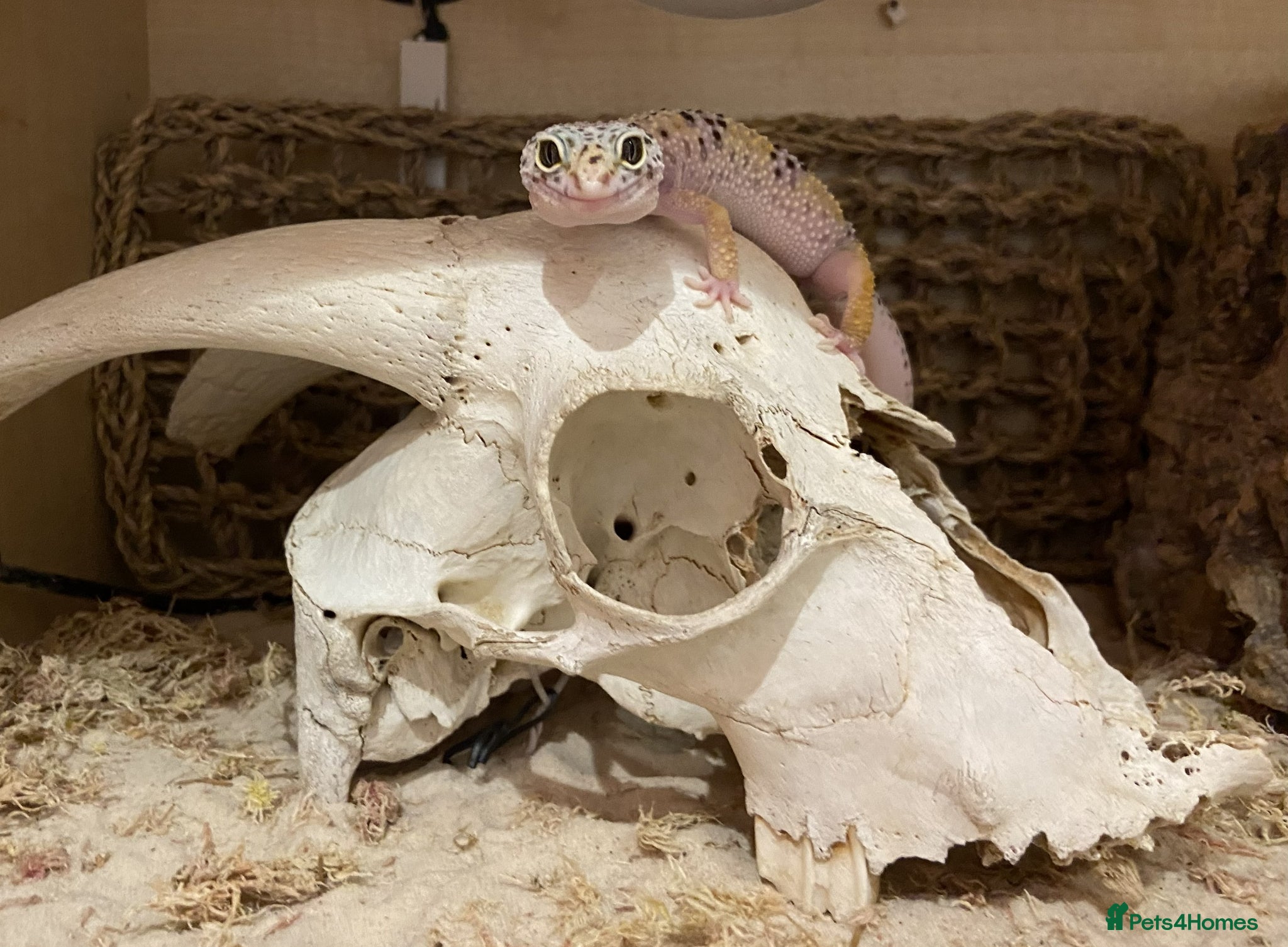 Leopard Gecko reptiles for sale: Leopard Gecko Female Mack Snow in London - Advert 7