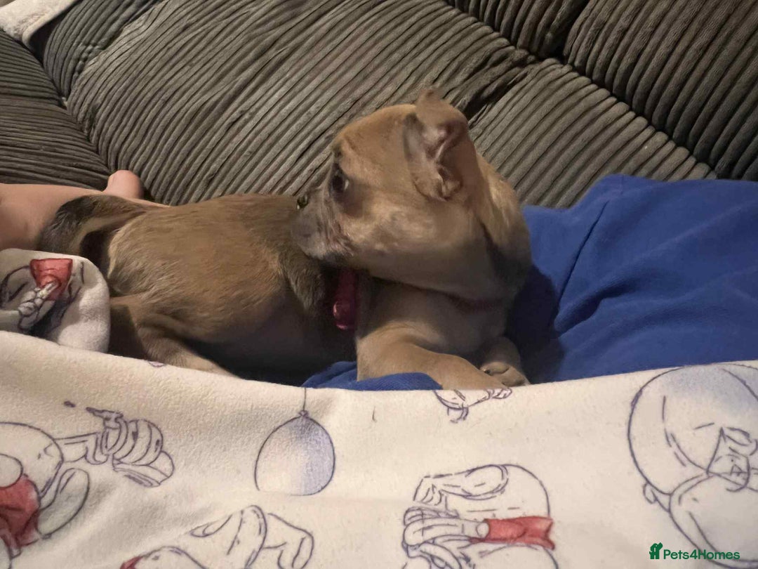 Chug dogs for sale: Fendi is looking for a home with walks - Advert 6