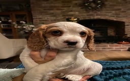 Cockalier dogs for sale: Beautiful little boys  - Image 1