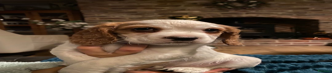 Cockalier Puppy 1