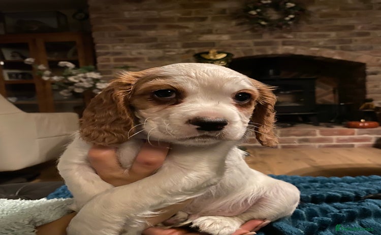 Cockalier dogs - Advert 1