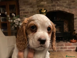 Cockalier dogs - Advert 1