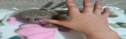 Pomeranian dogs for sale: Amazing Tiny lilac pomeranian girls  - Advert 1