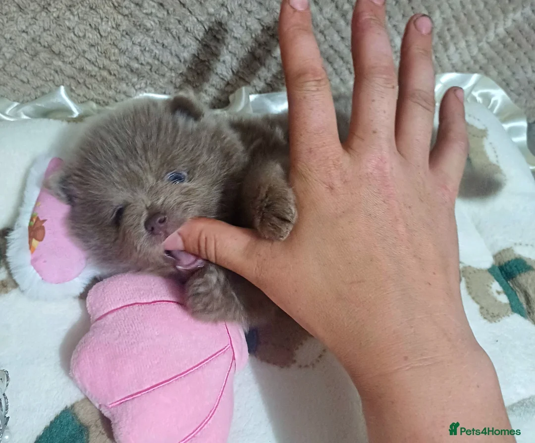Pomeranian dogs for sale: Amazing Tiny lilac pomeranian girls  - Advert 1