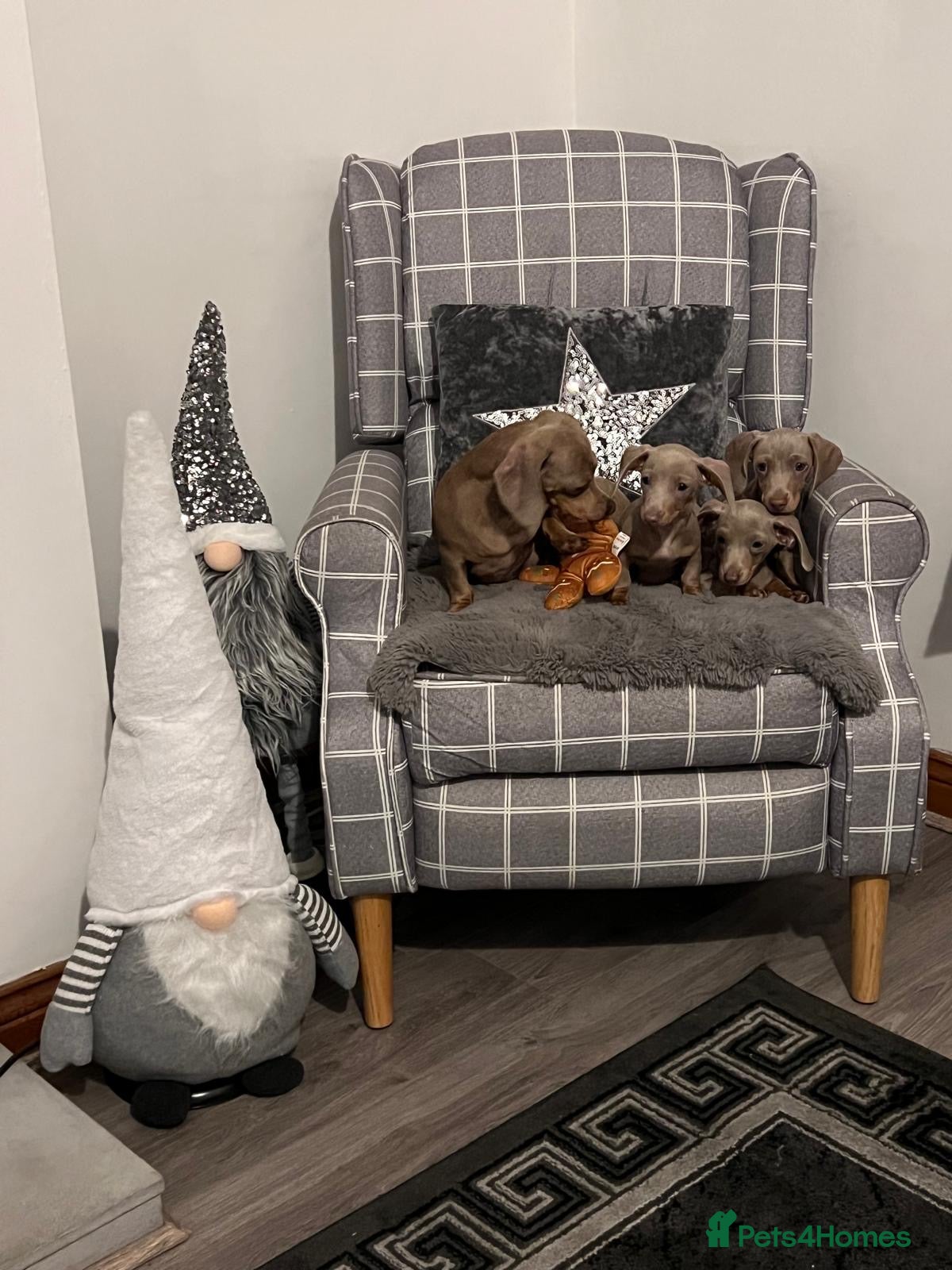 Miniature Dachshund dogs 💕Beautiful Isabella 💕Miniature Dachshund Puppies - Advert 1