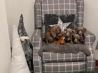 Miniature Dachshund dogs 💕Beautiful Isabella 💕Miniature Dachshund Puppies - Advert 1