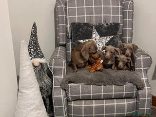 Miniature Dachshund dogs 💕Beautiful Isabella 💕Miniature Dachshund Puppies - Advert 2