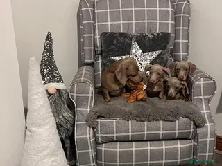 Miniature Dachshund dogs 💕Beautiful Isabella 💕Miniature Dachshund Puppies - Advert 19