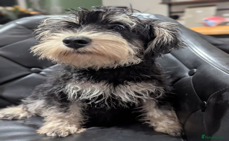 Miniature Schnauzer dogs - Advert 2