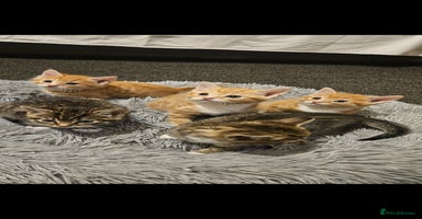 Bengal cats - Advert 10