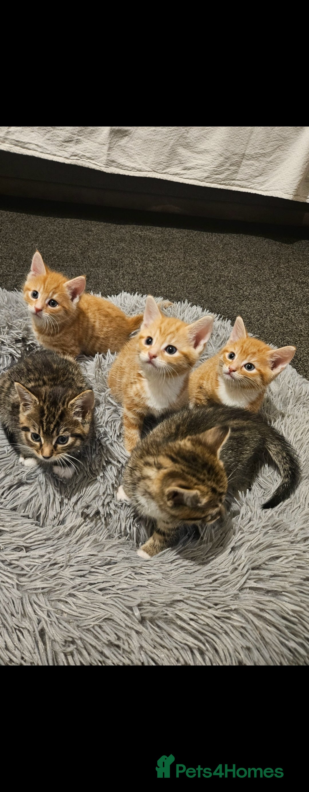 Bengal cats for sale: Bengal Kittens - Image 3