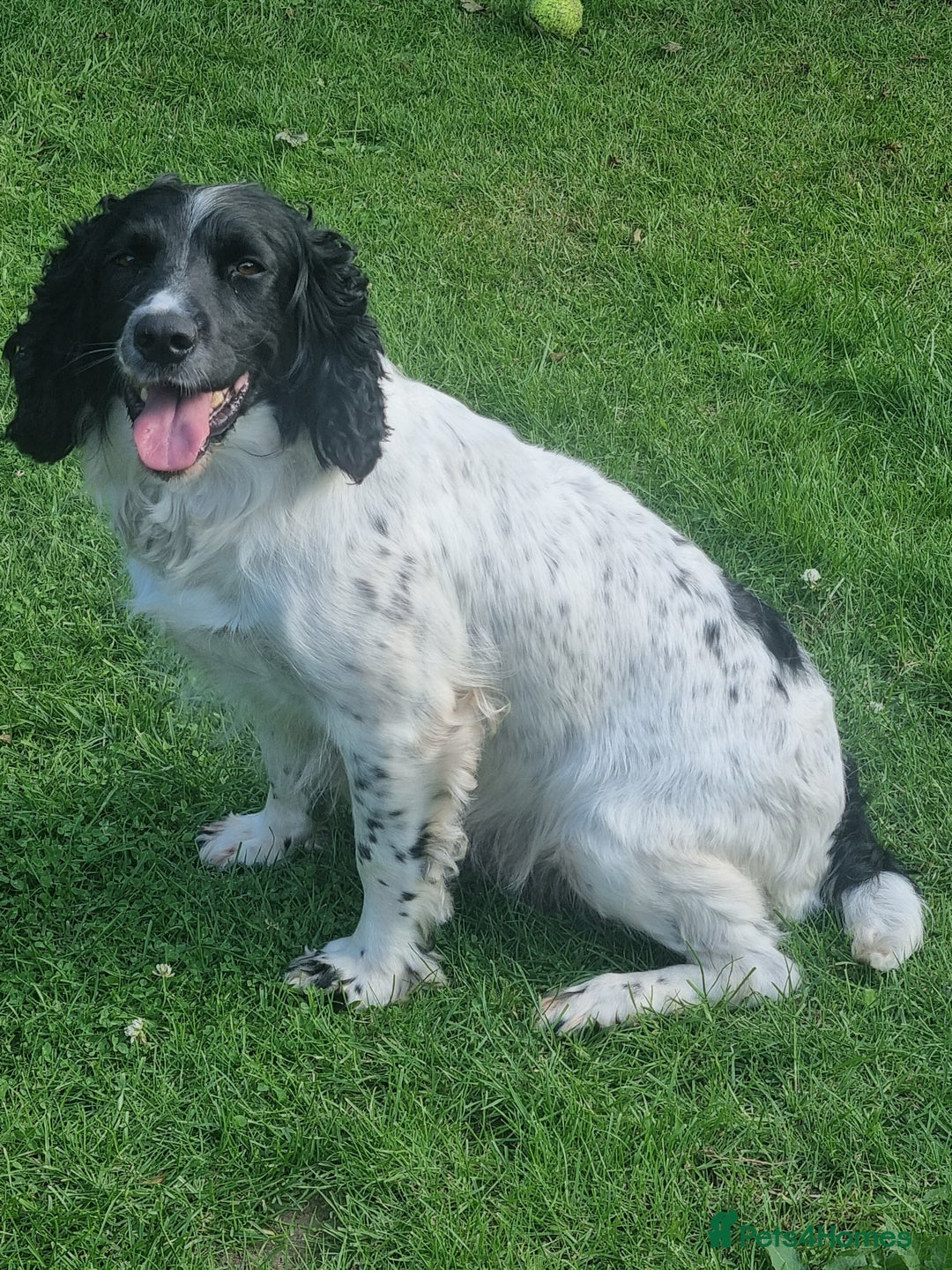 English Springer Spaniel dogs for sale: springer spaniel puppies - Image 6