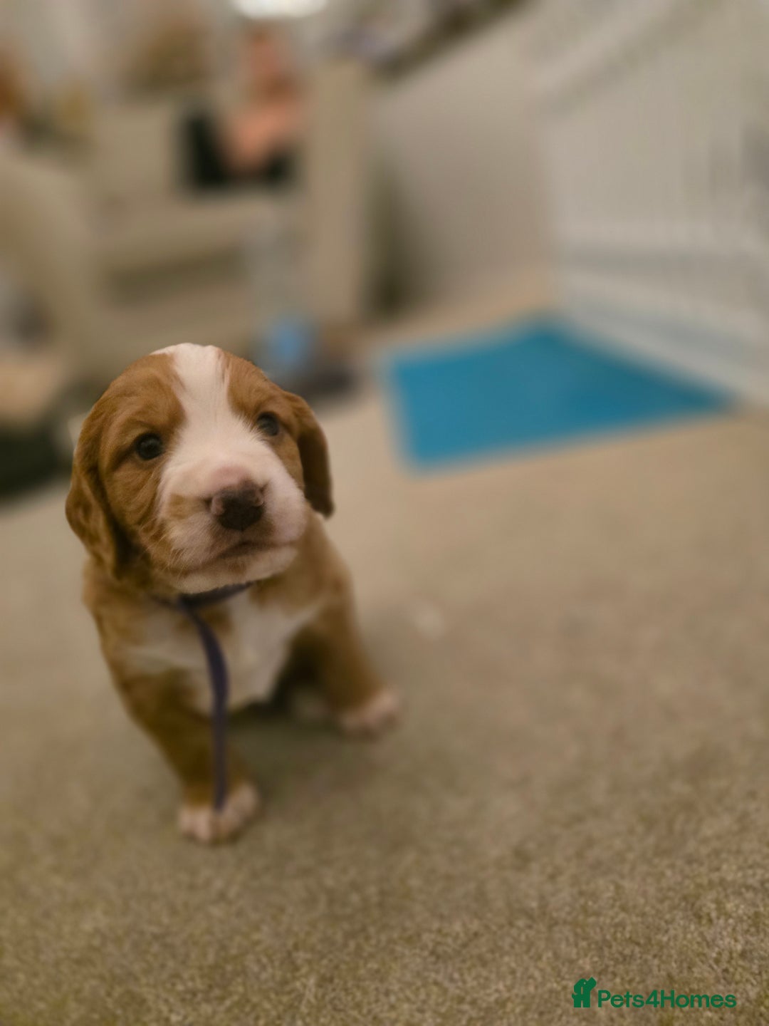 Cocker Spaniel dogs for sale: Working cocker spaniel males  - Advert 2