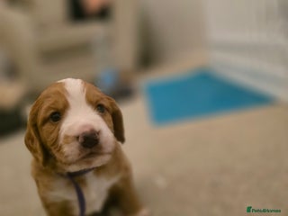 Cocker Spaniel dogs Working cocker spaniel males - Advert 12