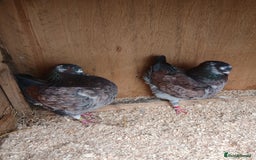 Pigeons birds for sale: Breeding pair modena pigeons   in Pontefract - Image 4