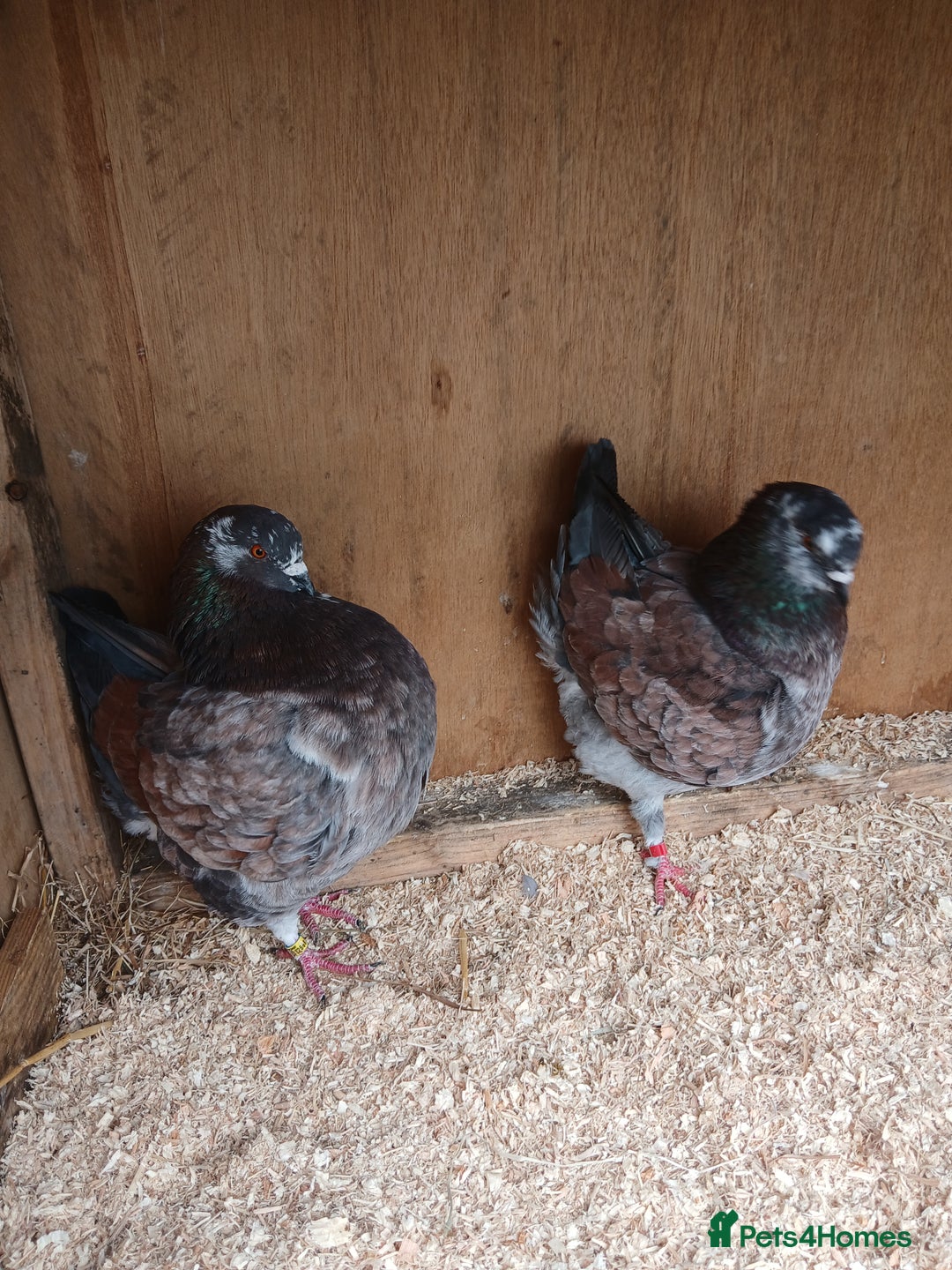 Pigeons birds for sale: Breeding pair modena pigeons   in Pontefract - Image 4