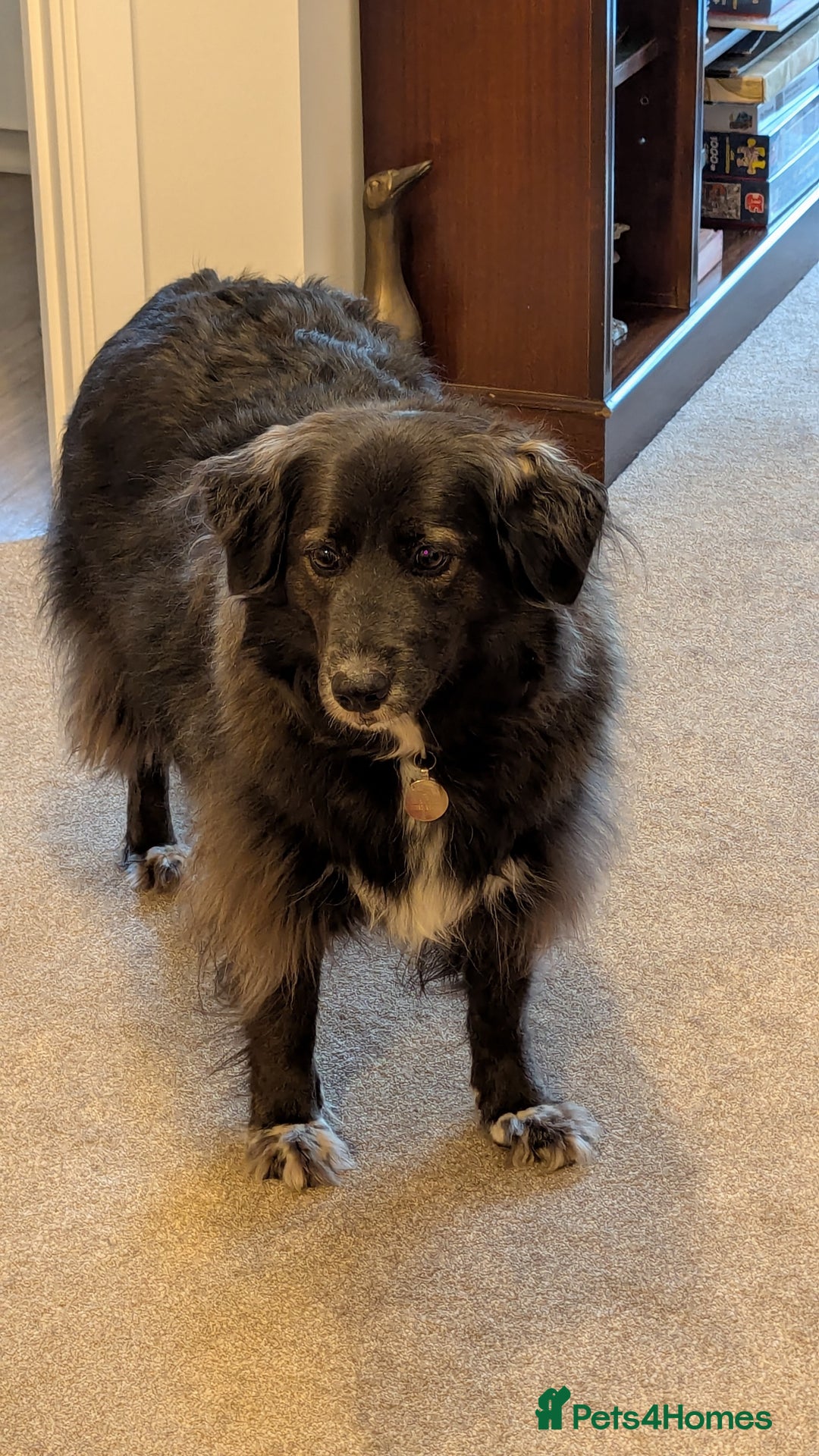 Mixed Breed dogs for adoption: Ruskin - 8 years old, Female, Mixed Breed - Advert 1