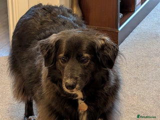 Mixed Breed dogs Ruskin - 8 years old, Female, Mixed Breed - Advert 1